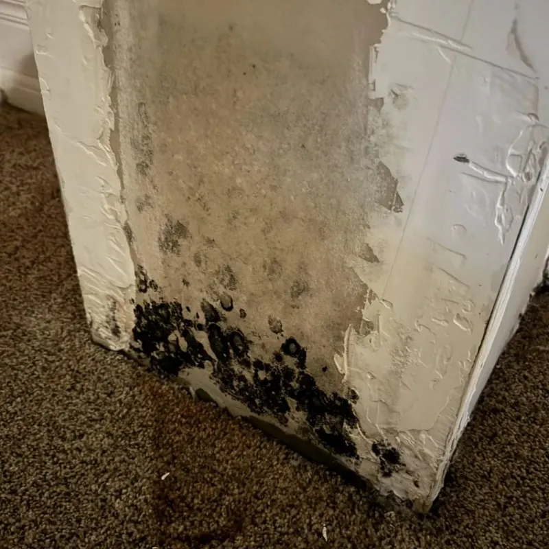 Professional Mold Removal in Mars, PA